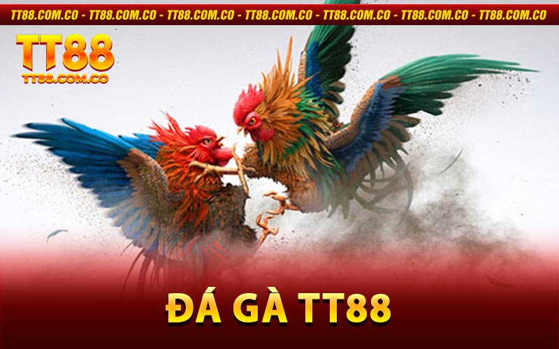 Đá Gà TT88 – Sân Chơi Chọi Kê Đỉnh Cao Uy Tín 2026
