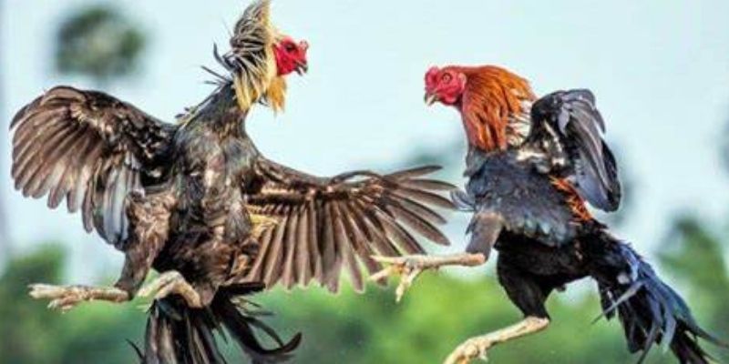 Thông tin tổng quan về sảnh đá gà TT88